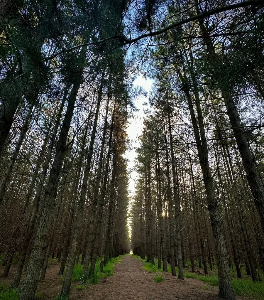 Symmetric corridor through a pine forest